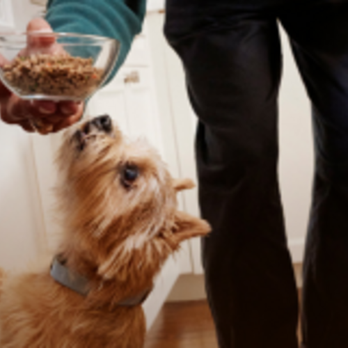 Enjoy More Good Years with Your Dog thanks to The Farmer's Dog!