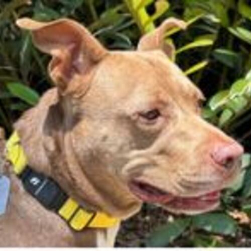 Shop the Best Pet Trackers and GPS Dog Collars, All on Amazon