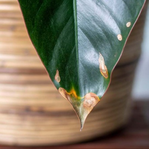 Why the Tips of Your Plant’s Leaves Turned Brown, and How to Fix It