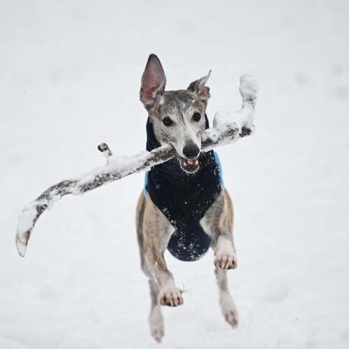 Southern dogs experiencing snow for the first time is super heartwarming