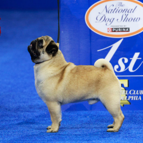 The 2024 National Dog Show winner is 'everything a Pug should be'