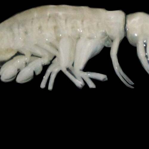 26,000 feet undersea, scientists find a ghostly predator