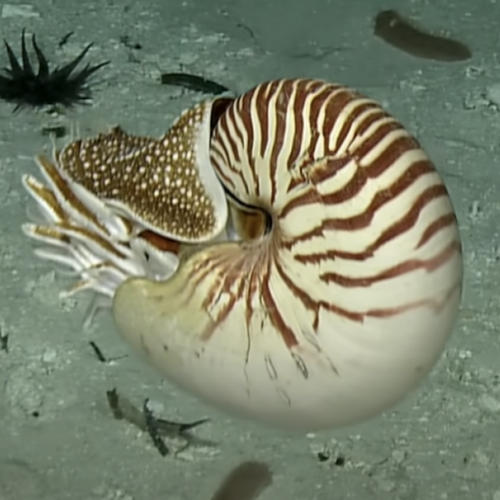 Scientists film footage of extremely ancient deep sea creatures