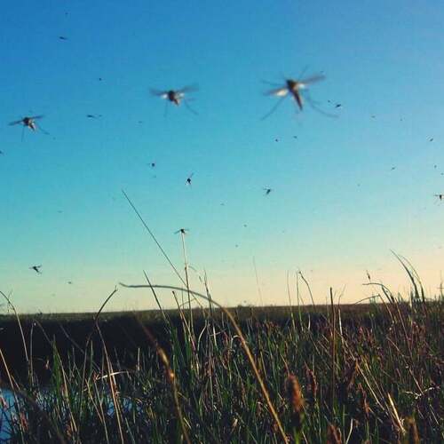 These Are the Only Two Ways to Actually Keep Mosquitoes Away
