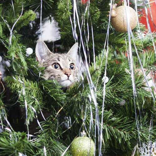 Toxic Christmas Tree Water and Other Holiday Pet Dangers You Never Knew About