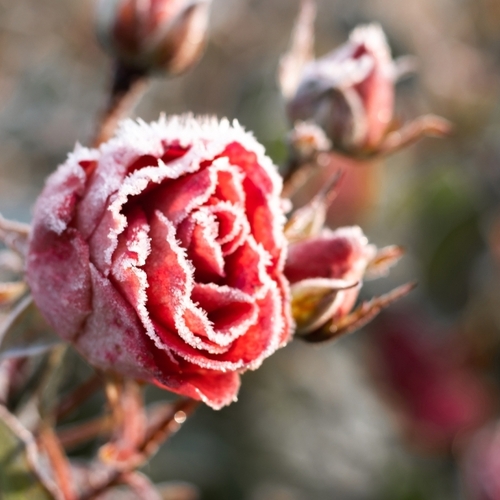 Four Steps You Should Take This Winter for Your Dream Garden Next Year