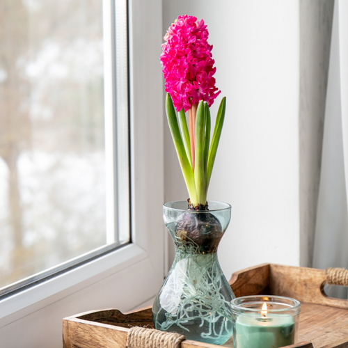 How to Grow Tulips and Other Spring Flowers Indoors This Winter