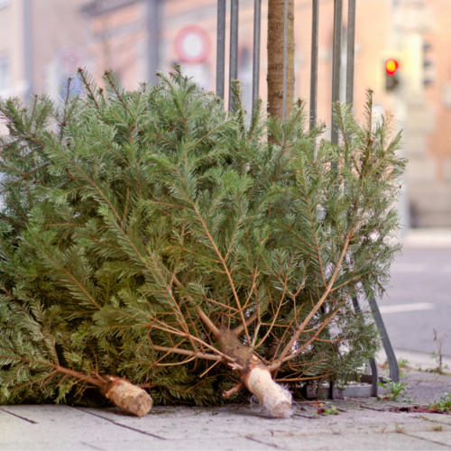 Don't Use Your Christmas Tree for Firewood (but You Can Recycle It in Other Ways)