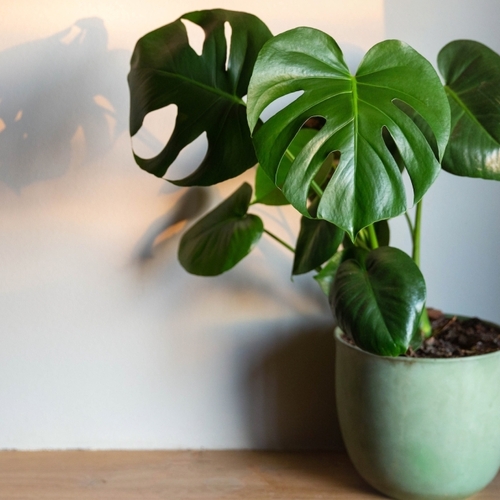 These Eight Houseplants Are Perfect for Beginners