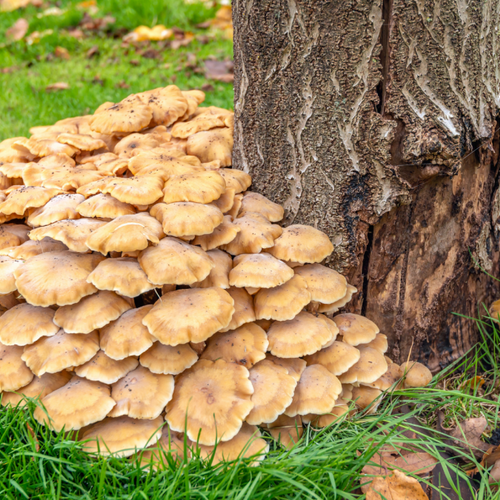 Seven Signs the Tree in Your Yard Is About to Fall