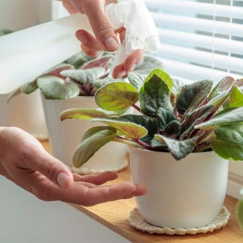 Four Ways to Keep Your Houseplants Happy in Winter