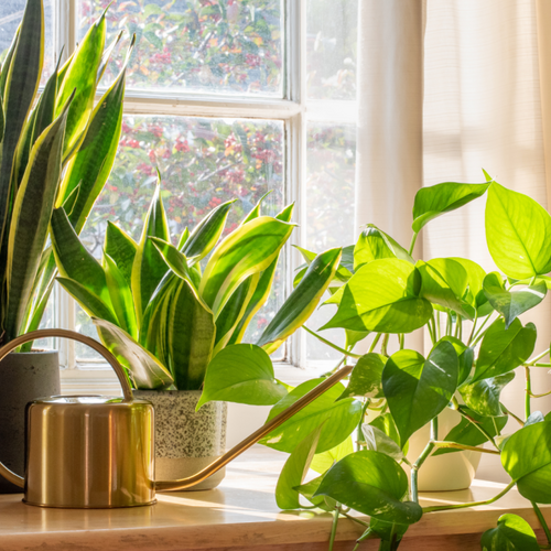 Five Smart Tech Gifts for Anyone Who Loves Plants