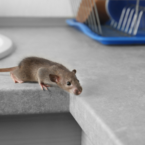 How to Clean Up After You Spot Mice, Roaches, and Other Pests