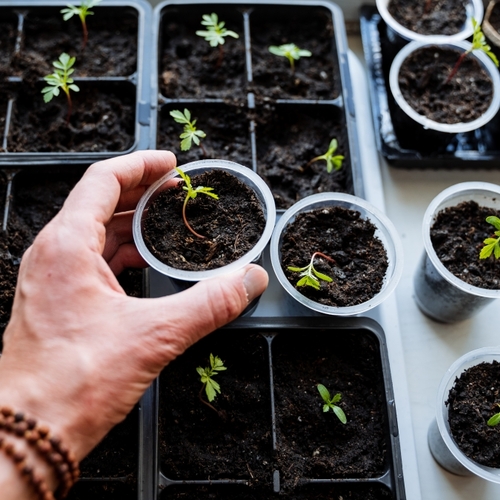 You Can Save a Lot of Money by Growing Your Own Seedlings Instead of Buying Plants