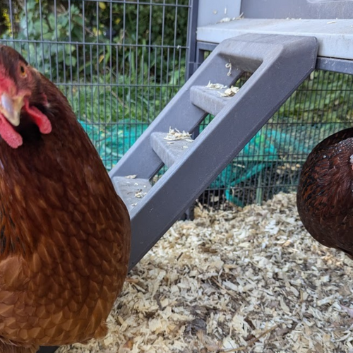 Can You Really Save Money on Eggs by Raising Your Own Chickens?