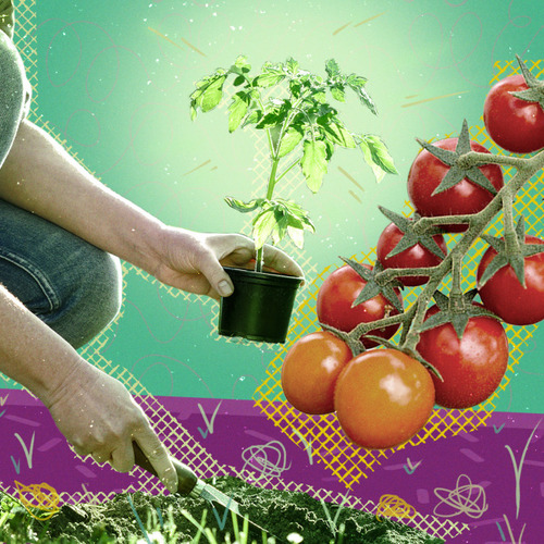 How to Choose the Right Tomato for Your Garden