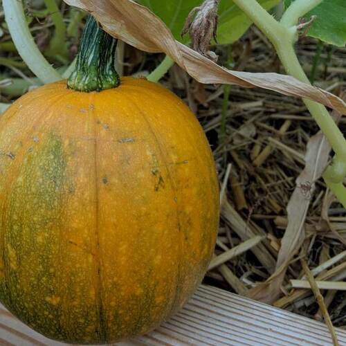 The Best Heat-Resistant Vegetables to Grow in Your Summer Garden