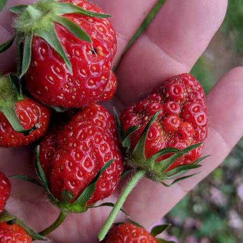 The Best Ways to Protect Your Strawberries From Pests and Disease