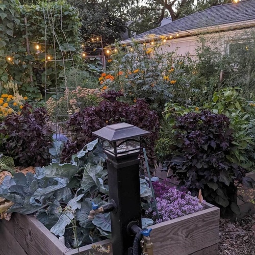 How to Plant the Perfect Kitchen Garden in a Small Space