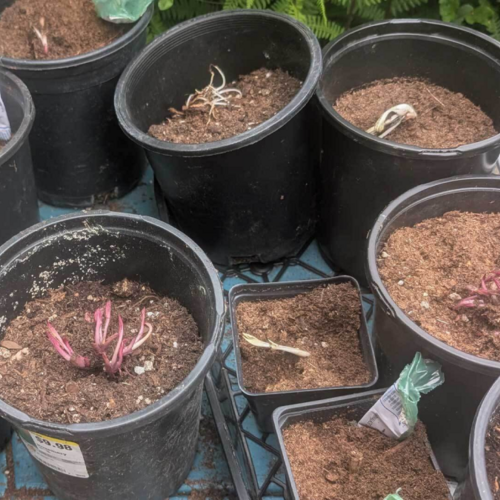 Why I Buy Bare Root Plants Instead of Pretty Flowering Plants