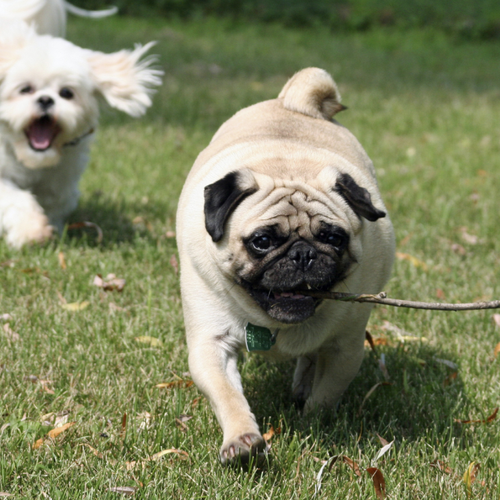 Use These Apps to Make Extra Money by Letting Dogs Play in Your Backyard